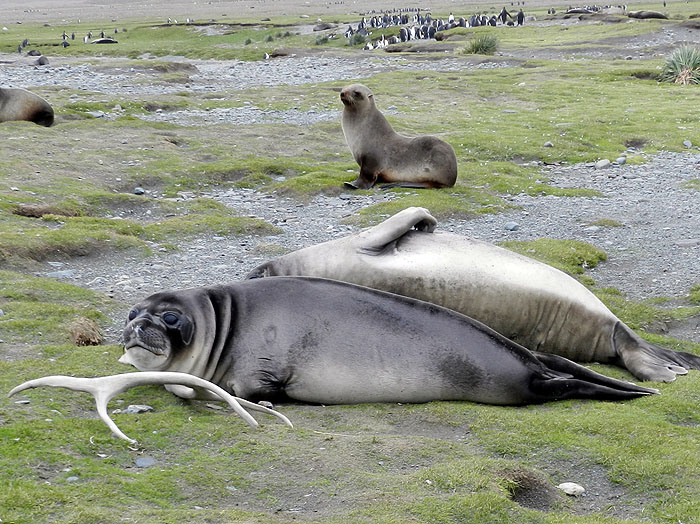 AQ1113LN1231_south-georgia-fortuna-bay-fur-seal.jpg [© Last Frontiers Ltd]