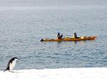 Image: Chinstrap penguin - Antarctic Peninsula and the Shetland Islands