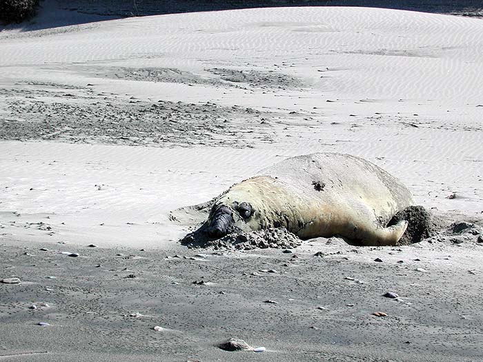 AR0203SM079_Elephant_Seal_Punta_Delgada.jpg [© Last Frontiers Ltd]