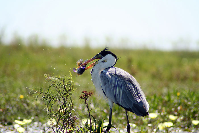 AR08PL_posada-de-la-laguna_Birds_04.jpg [© Last Frontiers Ltd]