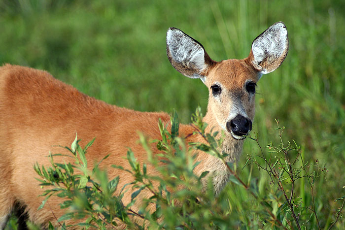 AR08PL_posada-de-la-laguna_Fauna_06.jpg [© Last Frontiers Ltd]