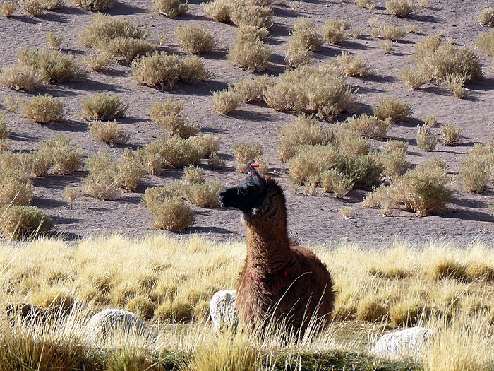 AR0914SM0875_el-penon-to-tolar-grande-stop-to-meet-corina-at-oasis.jpg [© Last Frontiers Ltd]