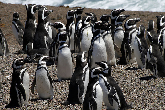 AR1107EM0880_san_lorenzo_penguin_colony.jpg [© Last Frontiers Ltd]