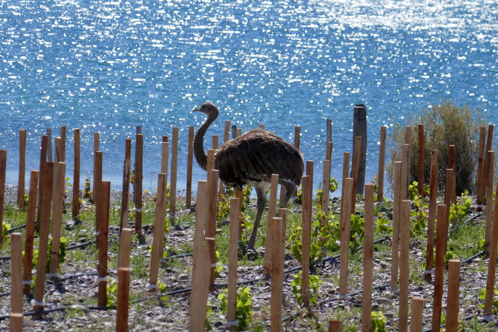 AR1901BB040_bahia-bustamante-vineyard.jpg [© Last Frontiers Ltd]