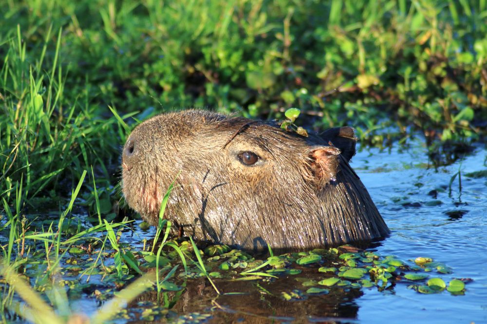 AR2404LD198_rincon-del-socorro-ibera-lagoon-excursion-capybara.jpg [© Last Frontiers Ltd]