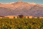 Image: The Vines - Mendoza, Argentina