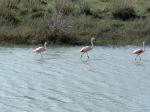 Image: Flamingos - Esquel