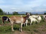 Image: Finca Santa Anita - South of Salta: Cachi and Cafayate, Argentina