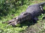 Image: Rincon del Socorro - The Iber Marshlands, Argentina