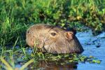 Image: Iber marshlands - The Iber Marshlands