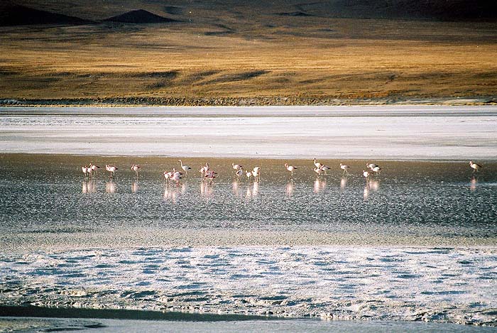 59_Laguna_Colorada.jpg [© Last Frontiers Ltd]