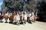 Image: Llamas - Salar de Uyuni and the southern deserts