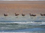 Image: Laguna Colorada - Salar de Uyuni and the southern deserts