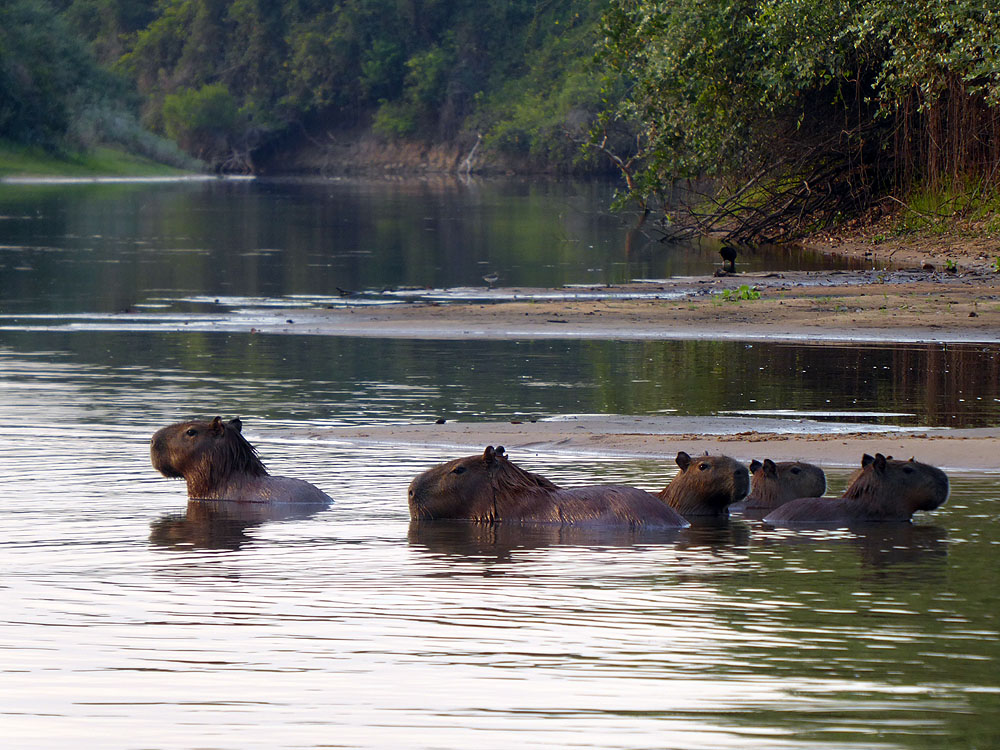 248BR1910SM_pantanal-barra-mansa-capybara-rio-negro.jpg [© Last Frontiers Ltd]