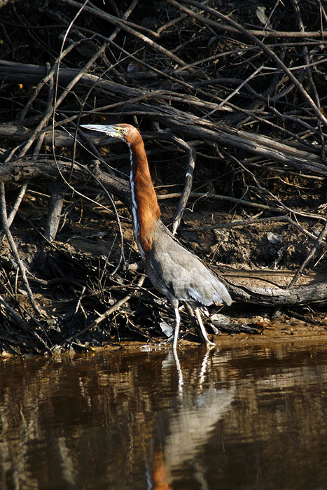 BR0511EM435_rufescent-tiger-heron.jpg [© Last Frontiers Ltd]