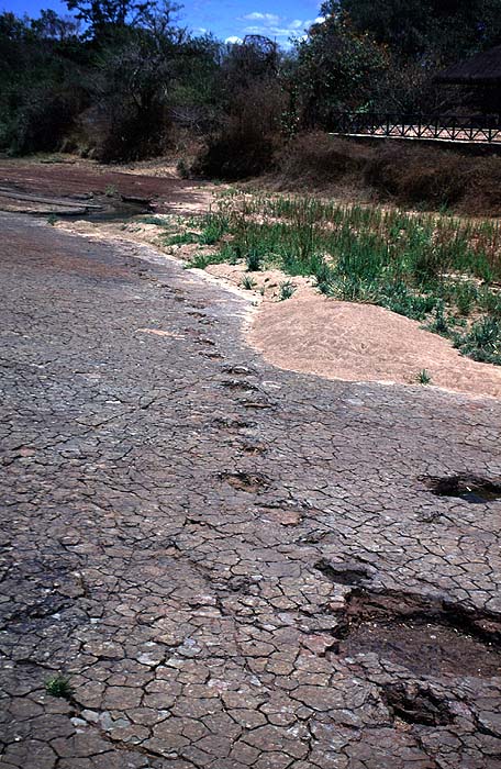 BR0900EP007_ne_dinosaur_prints.jpg [© Last Frontiers Ltd]