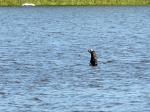 Image: Giant river otter - The Pantanal