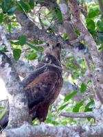 Image: Savanna hawk - The Pantanal