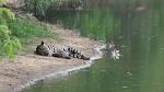 Image: Jaguar - The Pantanal