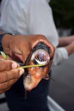 Image: Piranha - Amazon lodges and cruises