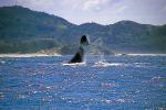 Image: Southern Right whale - Florianopolis and the southern coasts