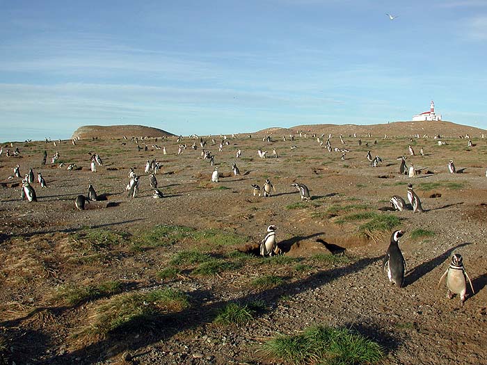 CH0104TR056_penguinsmagdalena.jpg [© Last Frontiers Ltd]