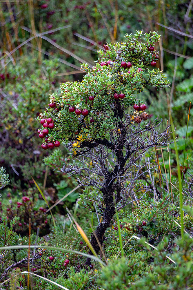 CL0319HG220_australis-ainsworth-bay.jpg [© Last Frontiers Ltd]