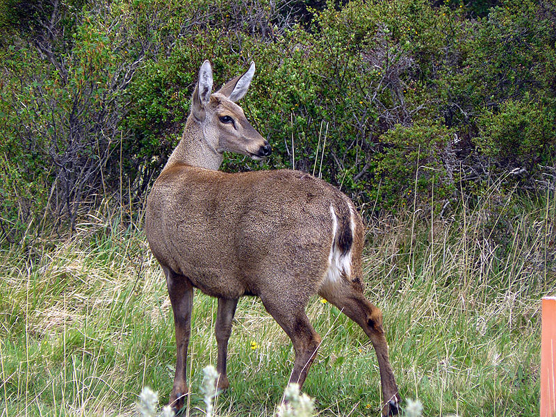 CL1016NL467_torres-del-paine-huemul.jpg [© Last Frontiers Ltd]