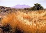 Image: Socaire - The Atacama desert