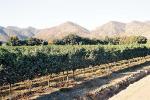 Image: Vineyards - Central Andes and wine valleys, Chile