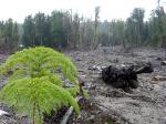 Image: Pumalin - Northern Carretera Austral