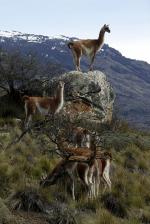 Image: Patagonia Park - Southern Carretera Austral