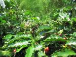 Image: Hacienda Venecia - The coffee region, Colombia