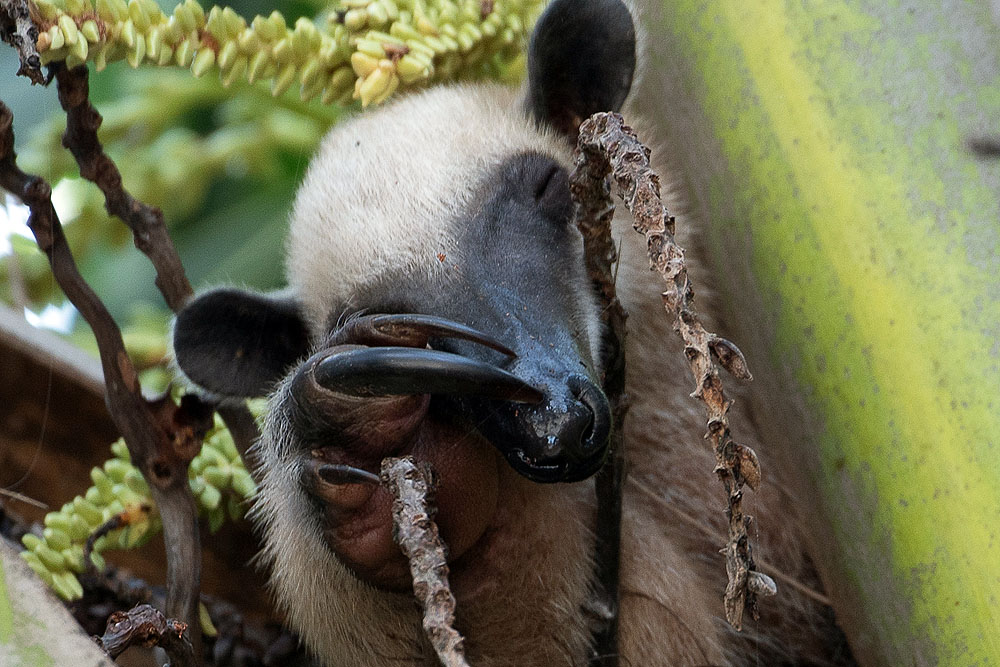 CR0419OO06_one-ocean-costa-rica-boris-burton-anteater-2.jpg [© Last Frontiers Ltd]