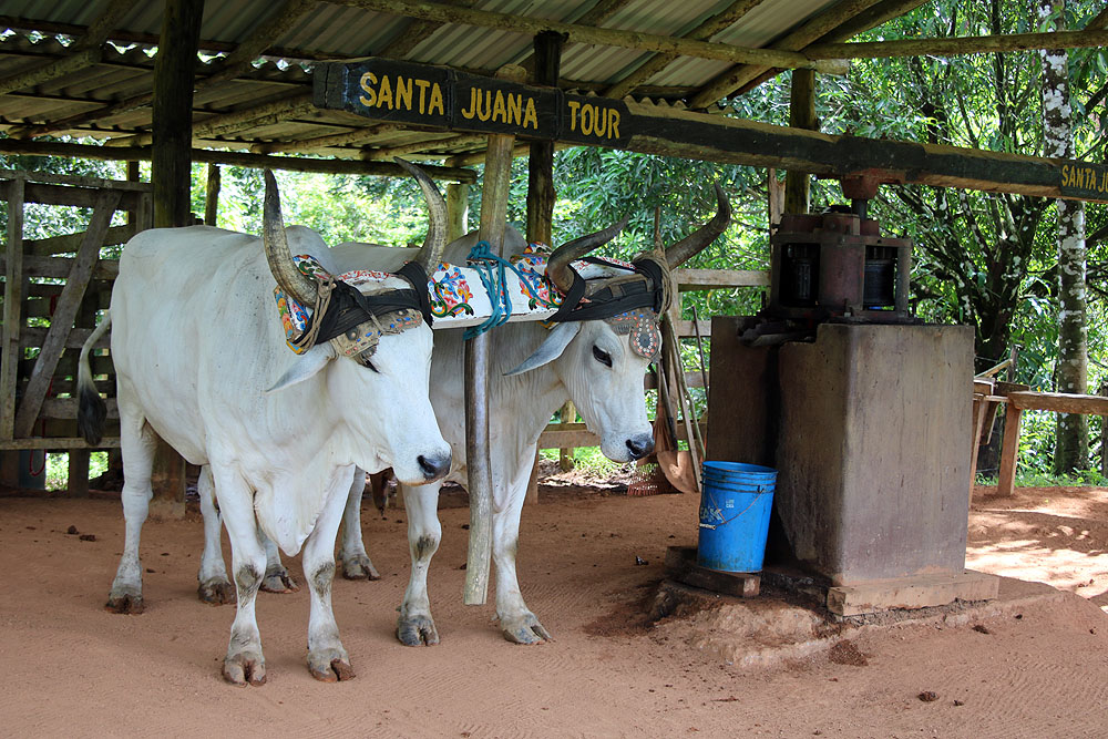 CR0519LD622_quepos-santa-juana-tour.jpg [© Last Frontiers Ltd]