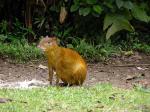 Image: Bosque de Paz - The Central highlands, Costa Rica