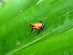 Image: Blue jeans frog - The Central highlands