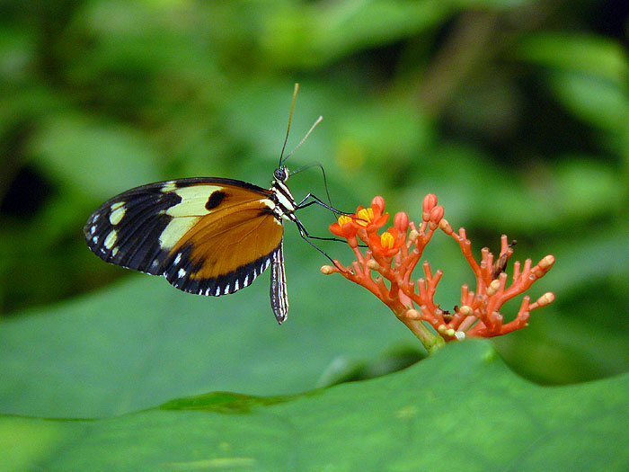 EC0608RB0166_lepidoptary-at-kaony-lodge.jpg [© Last Frontiers Ltd]