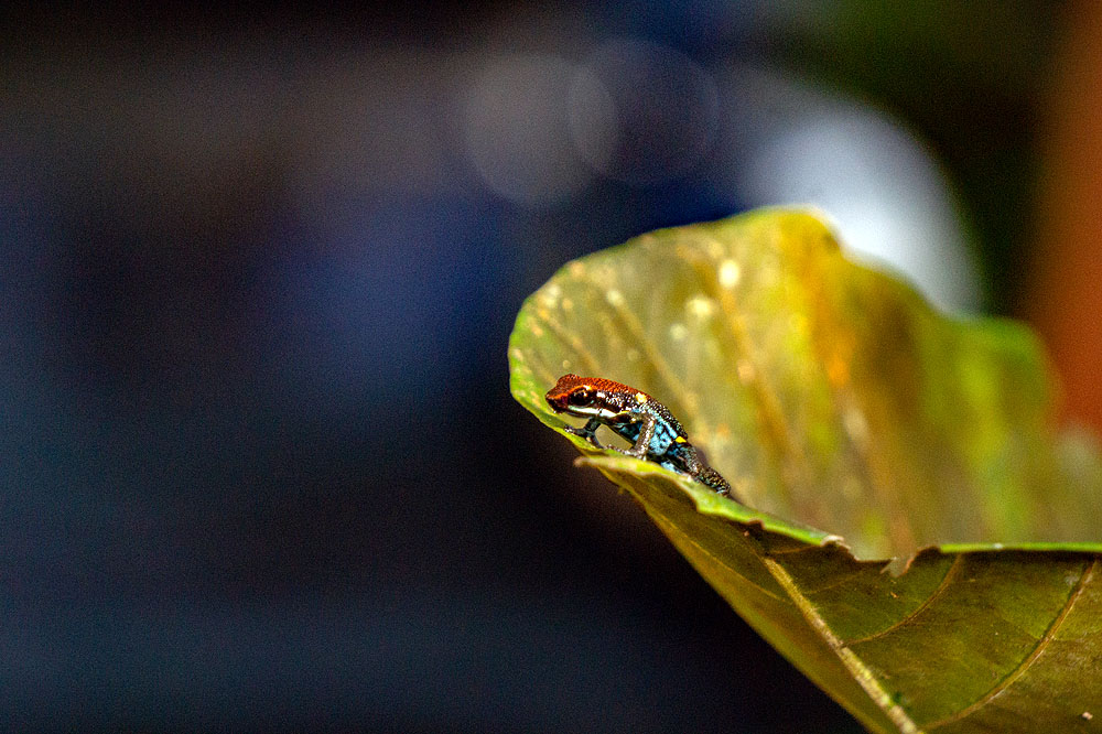 EC1018HG523_sacha-lodge-poison-dart-frog.jpg [© Last Frontiers Ltd]