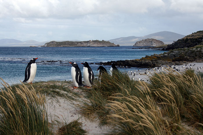 FK0310LD0410_carcass-gentoo-penguins.jpg [© Last Frontiers Ltd]