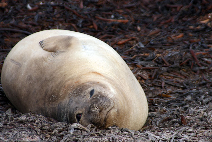 FK0310LD0535_sealion-southern-elephant-seal.jpg [© Last Frontiers Ltd]