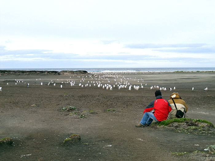 FK0310LD0557_sealion-gentoo-penguins.jpg [© Last Frontiers Ltd]