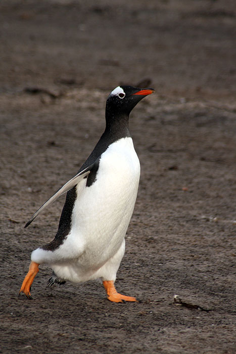 FK0310LD0581_sealion-gentoo-penguin.jpg [© Last Frontiers Ltd]