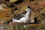 Image: Saunders Island - West Falkland