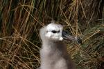 Image: Saunders Island - West Falkland