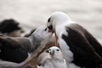 Image: Saunders Island - West Falkland