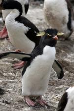 Image: Saunders Island - West Falkland