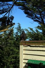 Image: Carcass Lodge - West Falkland, Falkland Islands