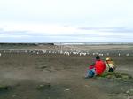 Image: Sea Lion Island - East Falkland