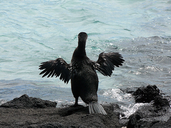 GP0310SM262_punta-espinoza-fernandina-flightless-cormorant.jpg [© Last Frontiers Ltd]